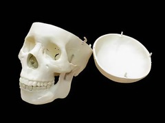 Модель "Череп человека" - fgospostavki.ru - Казань