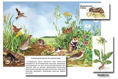 Магнитный плакат-аппликация "Луг: биоразнообразие и взаимосвязи в сообществе" - fgospostavki.ru - Казань