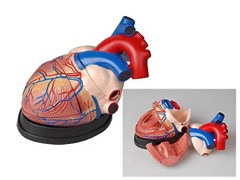 Модель сердца в разрезе (демонстрационная) - fgospostavki.ru - Казань