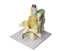 Модель части позвоночника человека - fgospostavki.ru - Казань