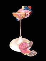 Модель сердца (лабораторная) - fgospostavki.ru - Казань