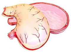 Модель желудка в разрезе - fgospostavki.ru - Казань