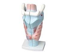 Модель гортани в разрезе - fgospostavki.ru - Казань