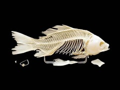 Скелет костистой рыбы - fgospostavki.ru - Казань