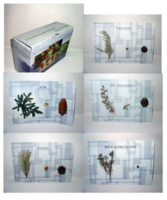 Коллекция "Голосеменные растения" - fgospostavki.ru - Казань