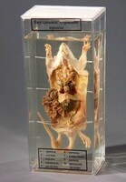 Влажный препарат "Внутреннее строение крысы" - fgospostavki.ru - Казань