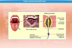 Интерактивные курсы. Биология 10 класс. Базовый. - fgospostavki.ru - Казань