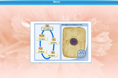 Интерактивные курсы. Биология 6 класс. Базовый - fgospostavki.ru - Казань