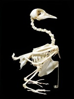 Скелет голубя - fgospostavki.ru - Казань