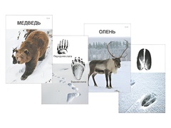 Комплект дидактических карточек "Следы на снегу" - fgospostavki.ru - Казань