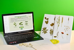 Гербарий натурально-интерактивный "Морфология растений" - fgospostavki.ru - Казань