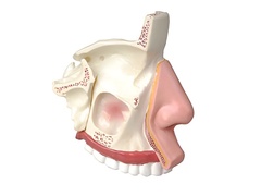 Модель носа в разрезе - fgospostavki.ru - Казань