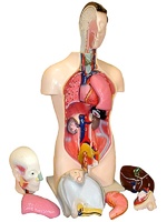 Торс человека разборный (42 см.) - fgospostavki.ru - Казань