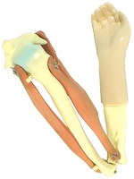 Модель локтевого сустава подвижная - fgospostavki.ru - Казань