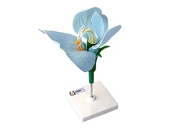 Модель цветка гороха - fgospostavki.ru - Казань