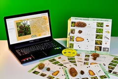 Коллекция натурально-интерактивная "Шишки, плоды, семена деревьев и кустарников" - fgospostavki.ru - Казань