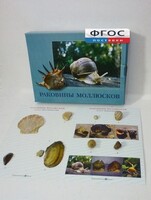 Коллекция "Раковины моллюсков" - fgospostavki.ru - Казань