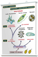 Плакаты по биологии для оформления кабинета. - fgospostavki.ru - Казань