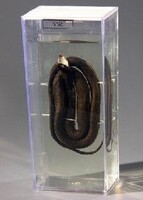 Влажный препарат "Уж" - fgospostavki.ru - Казань