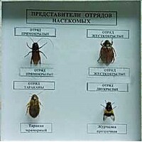 Коллекция энтомологическая "Представители отряда насекомых" - fgospostavki.ru - Казань