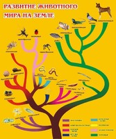 Стенд "Развитие животного мира на земле" - fgospostavki.ru - Казань