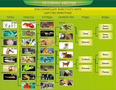 Стенд "Систематика животных" - fgospostavki.ru - Казань