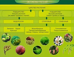 Стенд "Систематика растений" - fgospostavki.ru - Казань