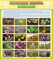 Стенд "Красная книга - растения" - fgospostavki.ru - Казань
