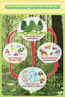 Стенд "Строение экосистемы" - fgospostavki.ru - Казань