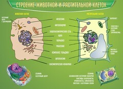 Стенд "Строение животной и растительной клеток" - fgospostavki.ru - Казань