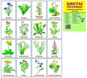 Раздаточные карточки "Цветы полевые" - fgospostavki.ru - Казань