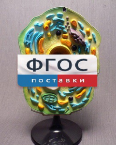 Модель "Клетка растения" - fgospostavki.ru - Казань