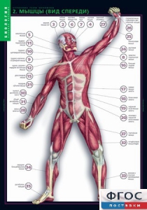 Комплект таблиц. Биология. Строение тела человека. - fgospostavki.ru - Казань