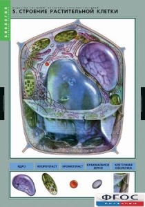 Комплект таблиц. Биология. Вещества растений. Клеточное строение. - fgospostavki.ru - Казань