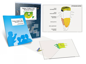 Комплект кодотранспарантов "Корень. Стебель. Лист (Внутреннее строение)" - fgospostavki.ru - Казань