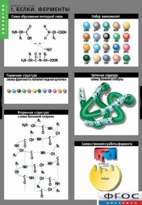 Комплект таблиц. Биология. Химия клетки. - fgospostavki.ru - Казань