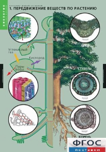 Комплект таблиц. Биология. Растение – живой организм. - fgospostavki.ru - Казань