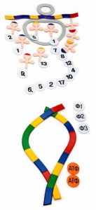 Модель-аппликация "Биосинтез белка" (набор из 49 пластмассовых фигур) - fgospostavki.ru - Казань