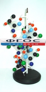 Модель "Структура белка" - fgospostavki.ru - Казань