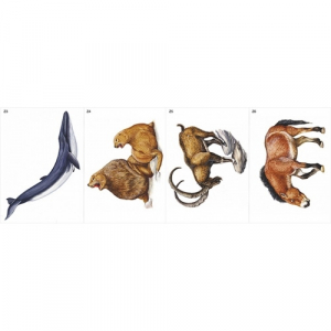 Модель-аппликация Многообразие хордовых. Млекопитающие - fgospostavki.ru - Казань