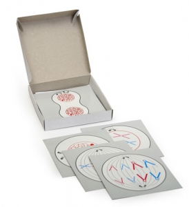 Модель-аппликация "Деление клетки" (набор из 5 карт) - fgospostavki.ru - Казань