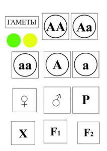 Модель-аппликация Моногибридное скрещивание и  его цитологические основы - fgospostavki.ru - Казань