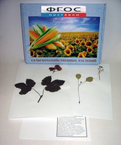 Гербарий "Сельскохозяйственные растения" (28 видов) - fgospostavki.ru - Казань