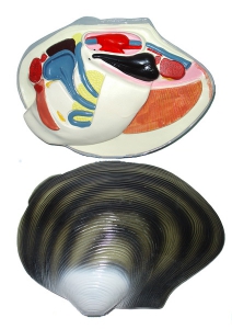 Модель "Беззубка" (двустворчатый моллюск) - fgospostavki.ru - Казань