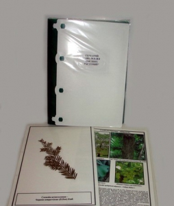 Гербарий "Эволюция высших растений" (ламинированный) - fgospostavki.ru - Казань