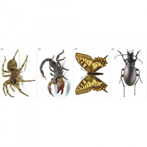 Модель-аппликация Многообразие беспозвоночных - fgospostavki.ru - Казань