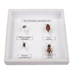 Коллекция энтомологическая "Насекомые вредители" - fgospostavki.ru - Казань
