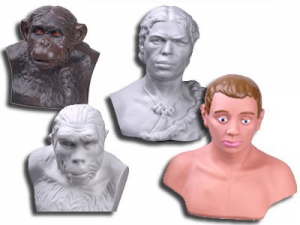 Комплект палеонтологических моделей "Происхождение человека" - fgospostavki.ru - Казань