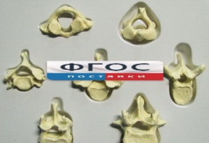 Модель "Позвонки" (из 7 штук) - fgospostavki.ru - Казань