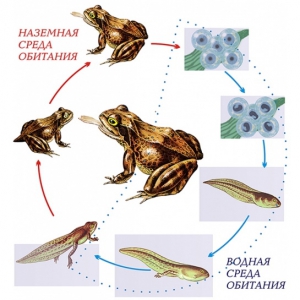Модель-аппликация Цикл развития лягушки - fgospostavki.ru - Казань